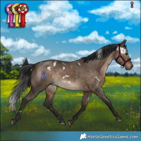 Horse Color:White Spotted Brown Dun Rabicano 
