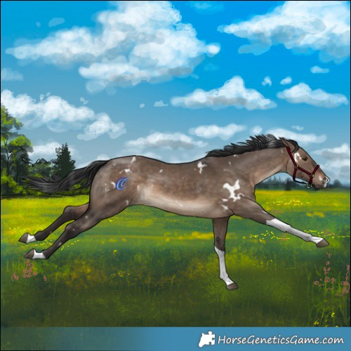 Horse Color:White Spotted Brown Dun Tobiano Rabicano 