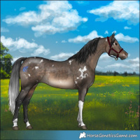 Horse Color:White Spotted Brown Dun Tobiano Rabicano 