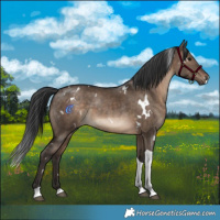 Horse Color:White Spotted Brown Dun Tobiano Rabicano 
