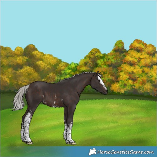 Horse Color:White Spotted Silver Brown 