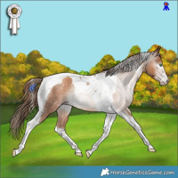 Horse Color:Gray Gold Champagne Tobiano Rabicano