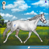 Horse Color:Gray Gold Champagne Tobiano Rabicano 