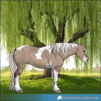 Horse Color:Silver Brown Dun Sabino Tobiano 