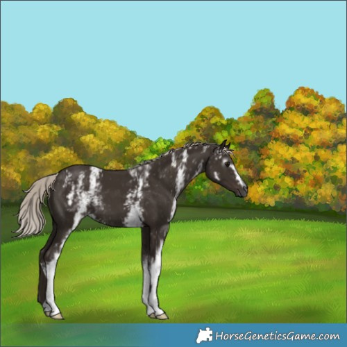 Horse Color:Gray White Spotted Silver Black 