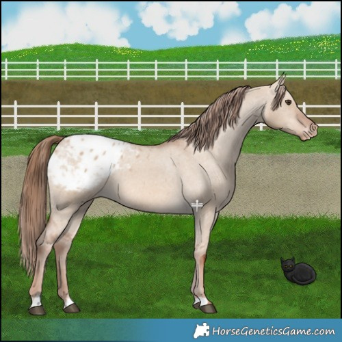 Horse Color:Red Dun Appaloosa 