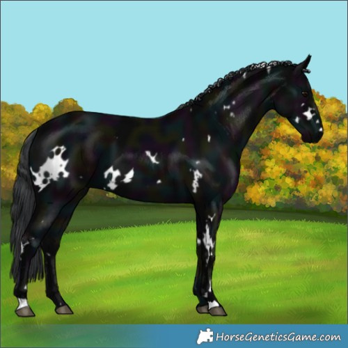 Horse Color:White Spotted Midnight Black 