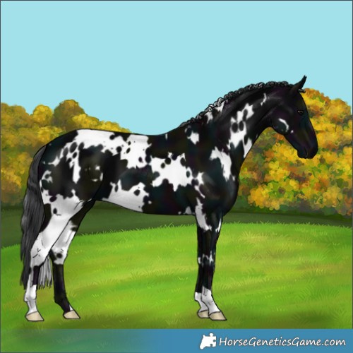Horse Color:White Spotted Midnight Black 