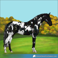 Horse Color:White Spotted Midnight Black 