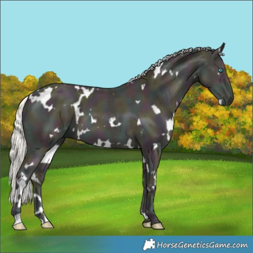Horse Color:White Spotted Midnight Cremello 