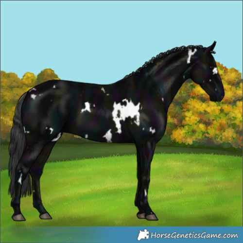 Horse Color:White Spotted Midnight Black 