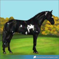 Horse Color:White Spotted Midnight Black