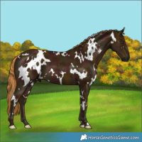 Horse Color:White Spotted Midnight Chestnut 