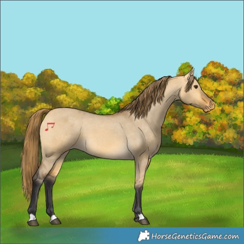 Horse Color:Buckskin Dun Appaloosa 