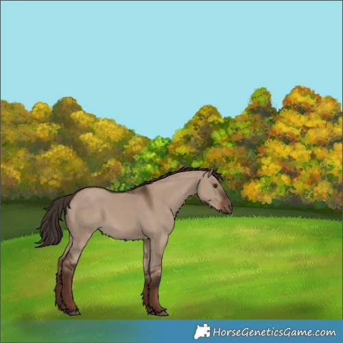 Horse Color:Liver Red Dun Rabicano 