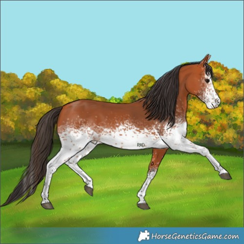 Horse Color:White Spotted Bay Rabicano 