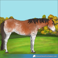 Horse Color:White Spotted Bay Rabicano 