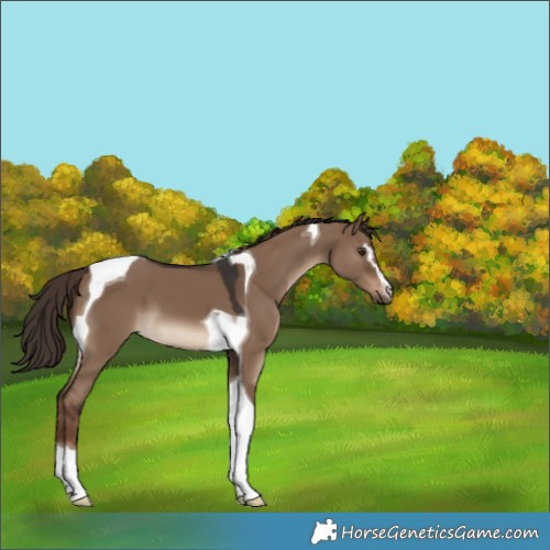 Horse Color:Liver Red Dun Sabino Tobiano 