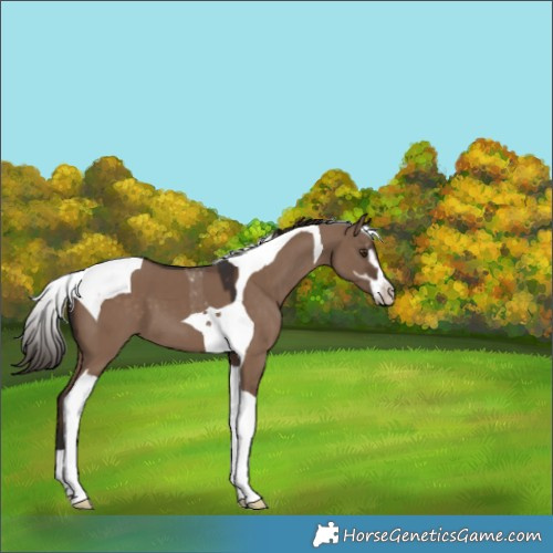 Horse Color:Liver Red Dun Sabino Tobiano 