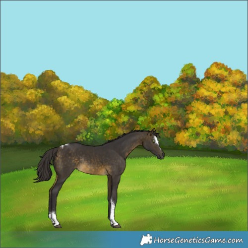 Horse Color:Buckskin Sabino Tobiano Rabicano 