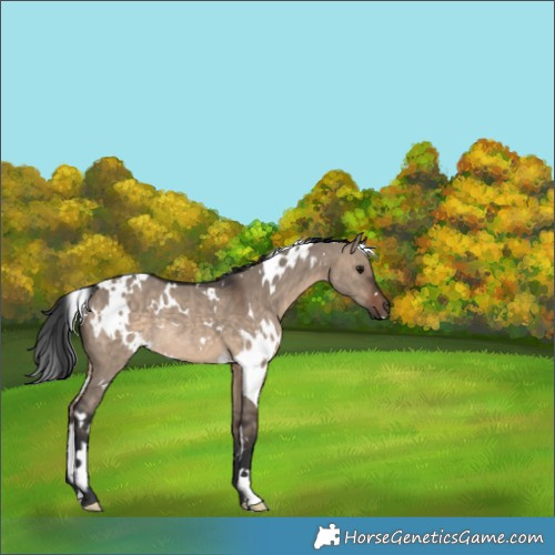 Horse Color:White Spotted Brown Dun Rabicano 