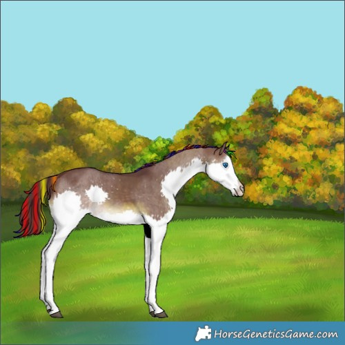 Horse Color:Painted Chocolate Brown Dun Sabino Splash 