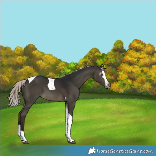 Horse Color:Gray Silver Brown Dun Splash Tobiano 