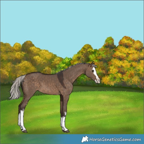 Horse Color:White Spotted Silver Brown Dun Splash 