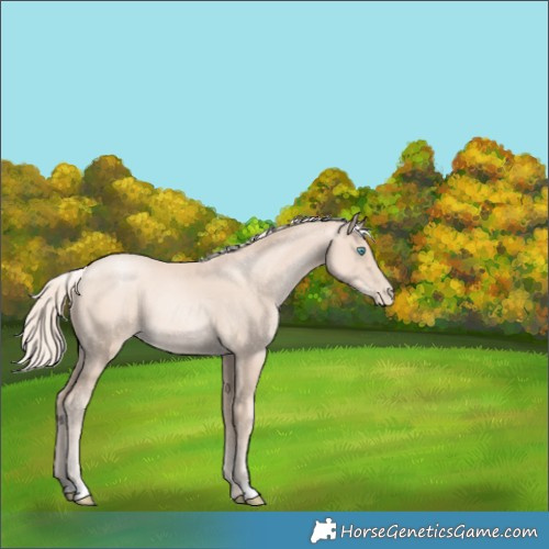 Horse Color:Gold Cream Champagne Pearl Rabicano 