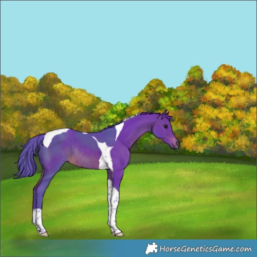 Horse Color:Watercolor Brown Tobiano Rabicano 