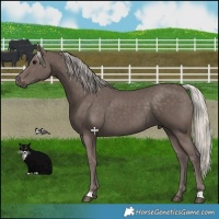 Horse Color:Silver Smoky Black 