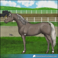 Horse Color:Silver Smoky Black 