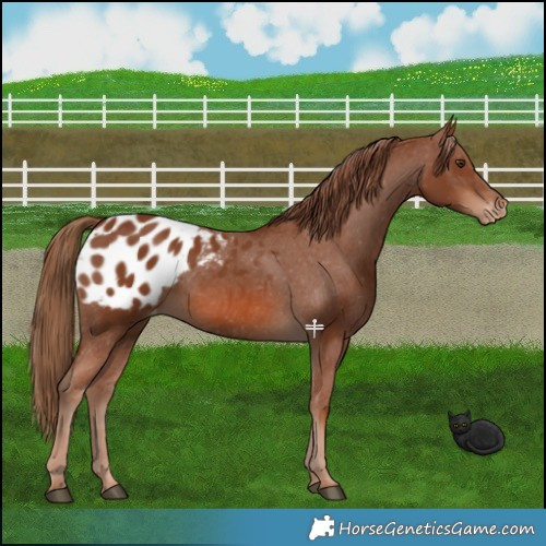 Horse Color:Chestnut Appaloosa 