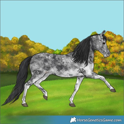 Horse Color:White Spotted Black Ice Rabicano 
