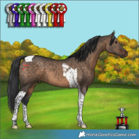 Horse Color:Brown Dun Tobiano 