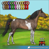 Horse Color:Brown Dun Tobiano 