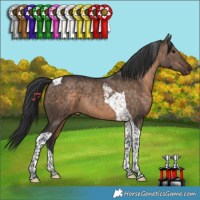 Horse Color:Brown Dun Tobiano
