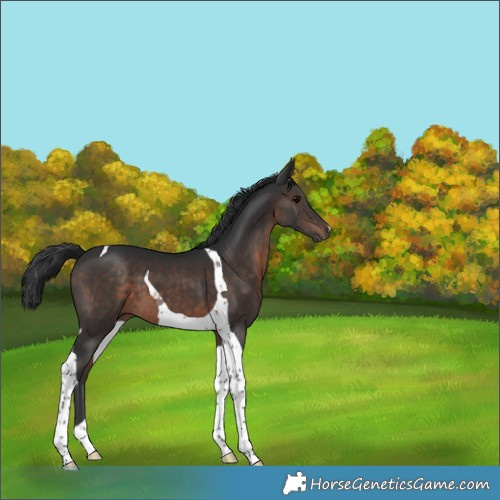 Horse Color:Brown Tobiano 