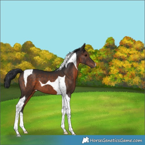 Horse Color:Brown Tobiano 