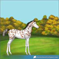 Horse Color:Bay Splash Appaloosa 