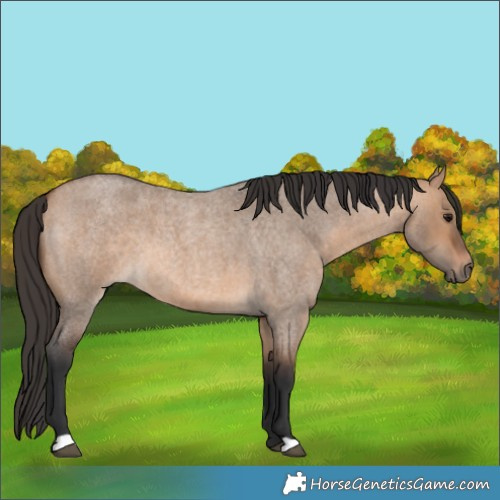 Horse Color:Bay Roan Dun 