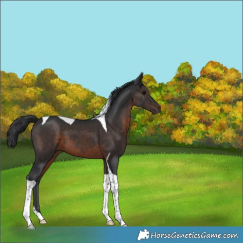 Horse Color:Brown Tobiano 