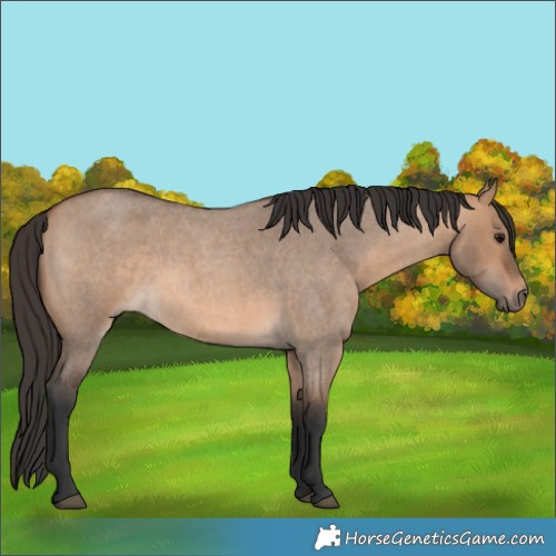 Horse Color:Bay Roan Dun 