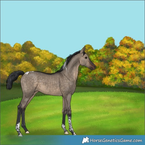 Horse Color:Brown Dun Tobiano 
