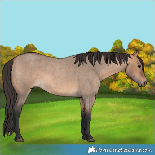 Horse Color:Bay Roan Dun 
