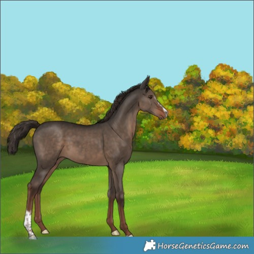 Horse Color:Liver Red Dun Sabino