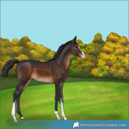 Horse Color:Brown Sabino 