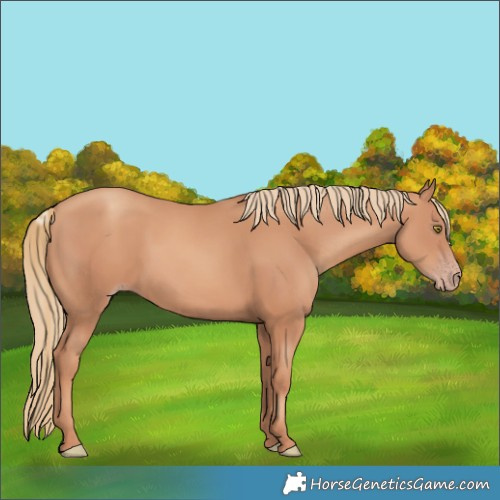 Horse Color:Gold Champagne 