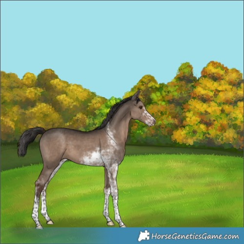 Horse Color:Liver Red Dun Sabino 