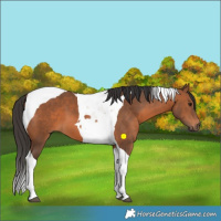 Horse Color:Bay Tobiano 